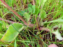 Arctotheca calendula