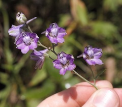 Delphinium exaltatum