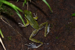 Odorrana hosii