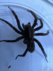 Tigrosa helluo