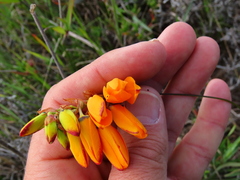 Ixia maculata