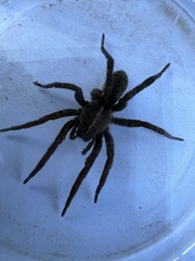 Tigrosa helluo
