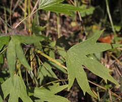 Delphinium exaltatum