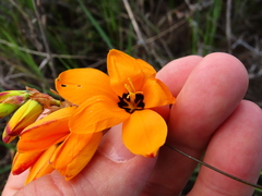 Ixia maculata