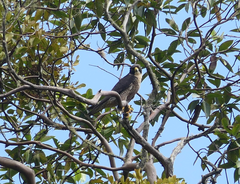 Falco peregrinus macropus