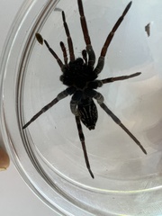 Tigrosa helluo