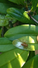Oxyopes sertatus