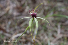 Caladenia thinicola