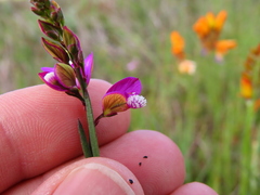 Polygala garcinii