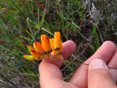 Ixia maculata