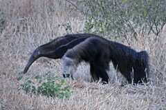 Myrmecophaga tridactyla