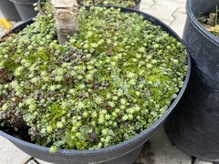 Marchantia polymorpha ruderalis