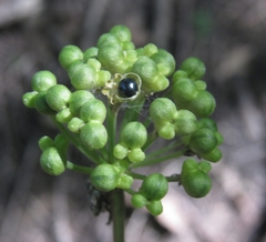 Allium tricoccum