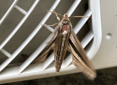 Theretra oldenlandiae