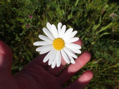 Leucanthemum vulgare