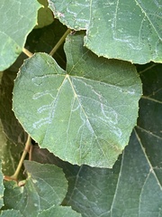 Phyllocnistis vitegenella