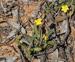 Goodenia willisiana