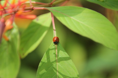 Chelymorpha cribraria