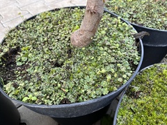 Marchantia polymorpha ruderalis