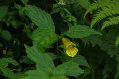Impatiens tayemonii