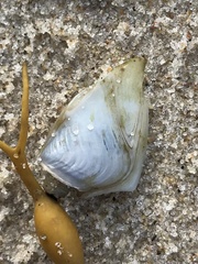 Dosima fascicularis