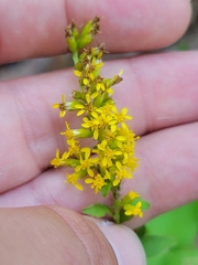 Solidago
