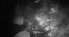 Tapirus indicus