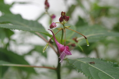 Impatiens devolii