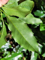Helicia cochinchinensis