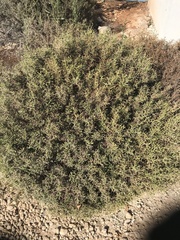 Sarcopoterium spinosum