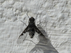Anthrax trifasciatus