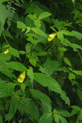Impatiens tayemonii