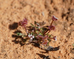 Trachymene cyanopetala