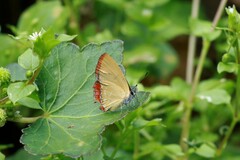 Heliophorus epicles