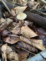 Mycena crocata