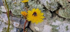 Bombus muscorum