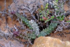 Quaqua mammillaris