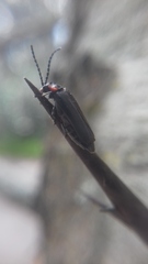 Polemius denticornis