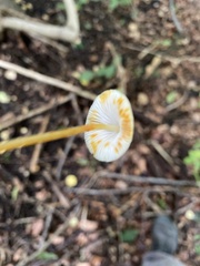 Mycena crocata