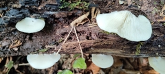 Crepidotus