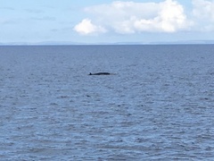 Balaenoptera acutorostrata