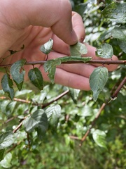 Mesoleuca albicillata