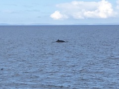 Balaenoptera acutorostrata