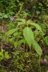 Impatiens devolii