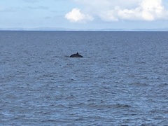 Balaenoptera acutorostrata