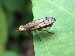 Tetanocera