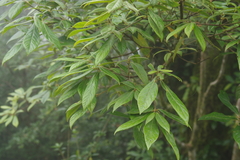 Actinodaphne mushaensis