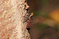 Penthicodes atomaria