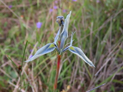 Moraea tripetala