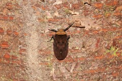 Penthicodes atomaria